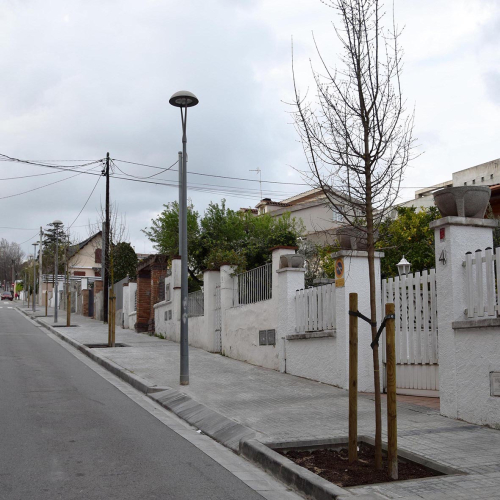 Canvi de l’arbrat al carrer Prat de la Riba