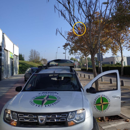 Trampes pel control de la vespa asiàtica a Montmeló