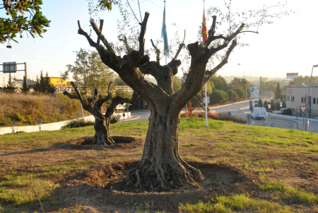 Reubicació de les oliveres al Sector Nord