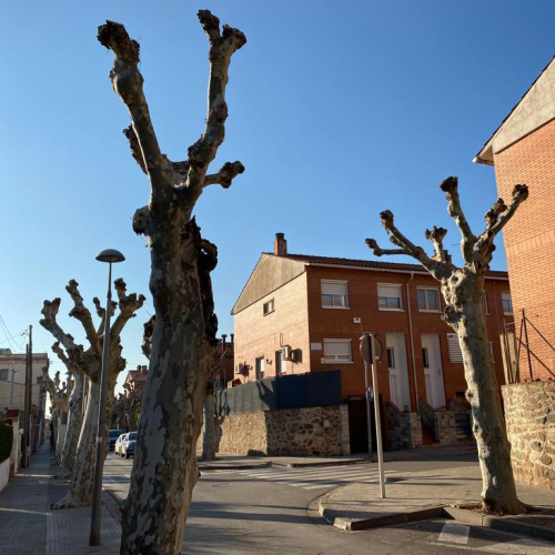 Poda de l'arbrat de Montmeló al carrer del Sant Crist